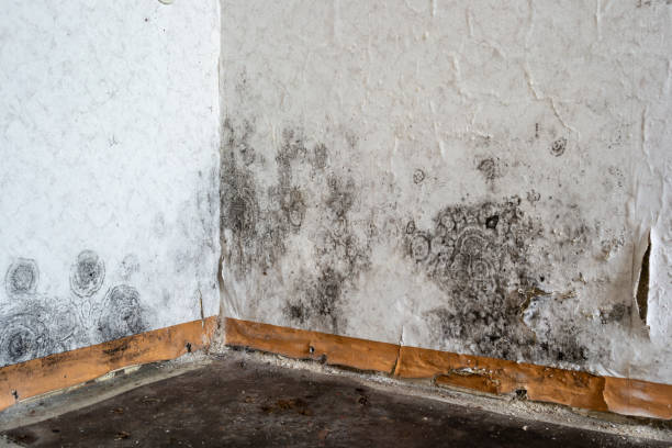 Crawl Space Mold Removal in Citrus Park, FL